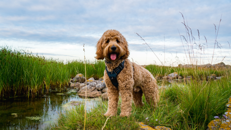 schweden camping mit hund - skandinavien