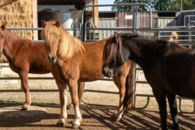 Campingplätze mit Reitstall: Leidenschaft für Pferde