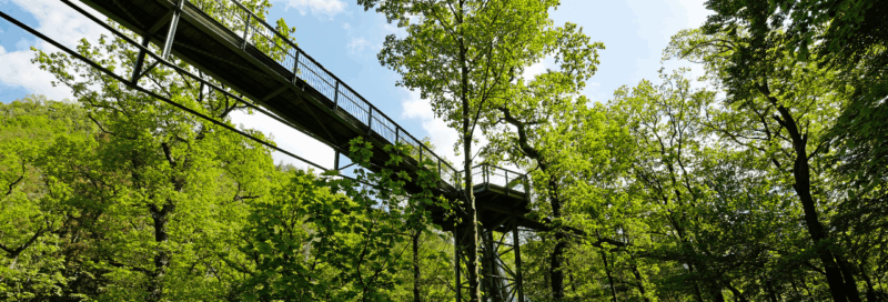 baumwipfelpfade: deutschland bad harzburg