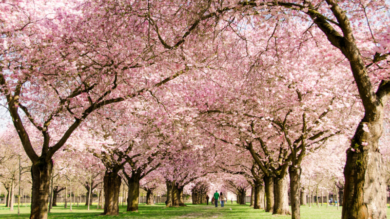 schönste Orte für die Kirschblüte - Berlin Mauerweg