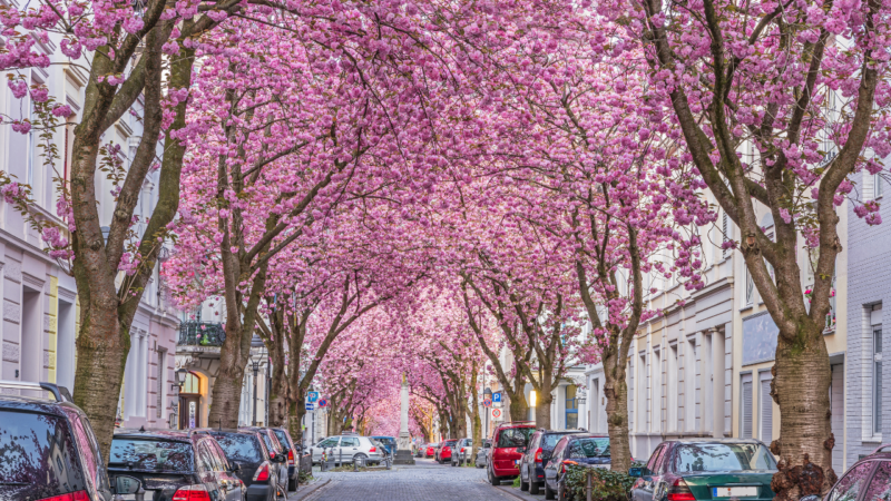 schönste Orte für die Kirschblüte - Bonn