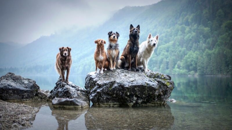 wandern mit hund tipps für unbeschwerte ausflüge: mit welcher rasse wandern