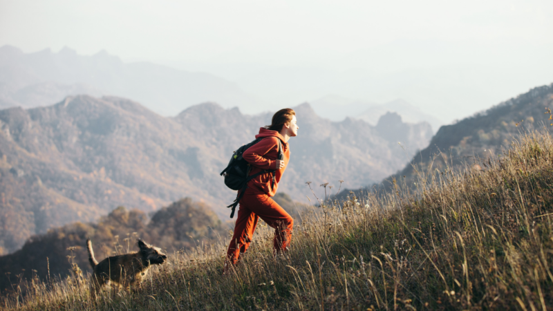 wie viel kilometer kann ein hund wandern tipps für unbeschwerte ausflüge wie viel kilometer