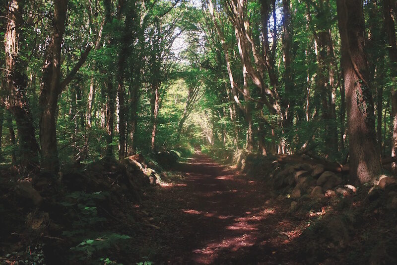 Natur in Schweden - Wald-Erlebnisse