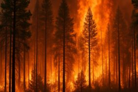 Izmir: Feuer und Waldbrände in Çeşme, Ödemiş, Buca und Gaziemir