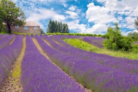 Die einzigartige Provence ist das Traumziel zahlreicher Urlauber. Die wunderbare Landschaft zieht jeden Besucher in den Bann.