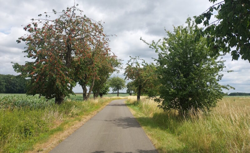 Fahrradweg in Brandenburg