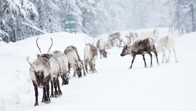 Rentiere am Vildmarksvägen - Jörgen Wiklund - imagebank.sweden.se